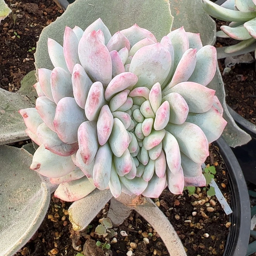 梦露锦缀 锦龙一物一拍