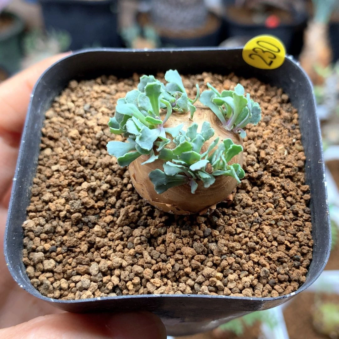 格加厚敦菊母本带盆多肉