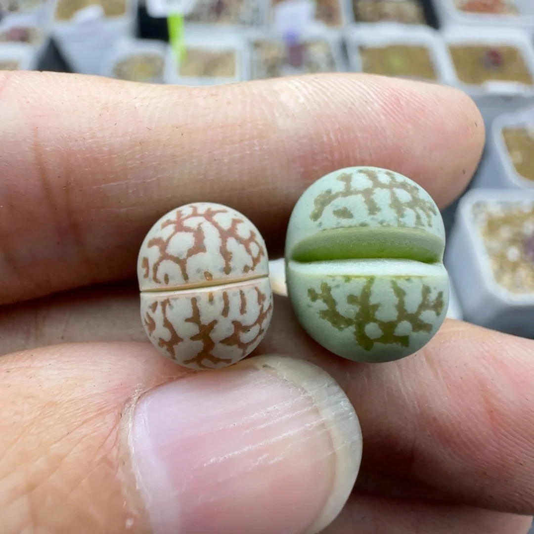 570下播福利红网纹