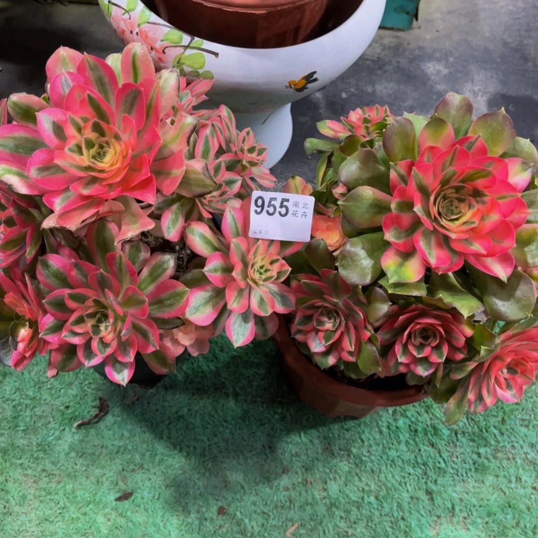 多肉女巫香妃0000000955