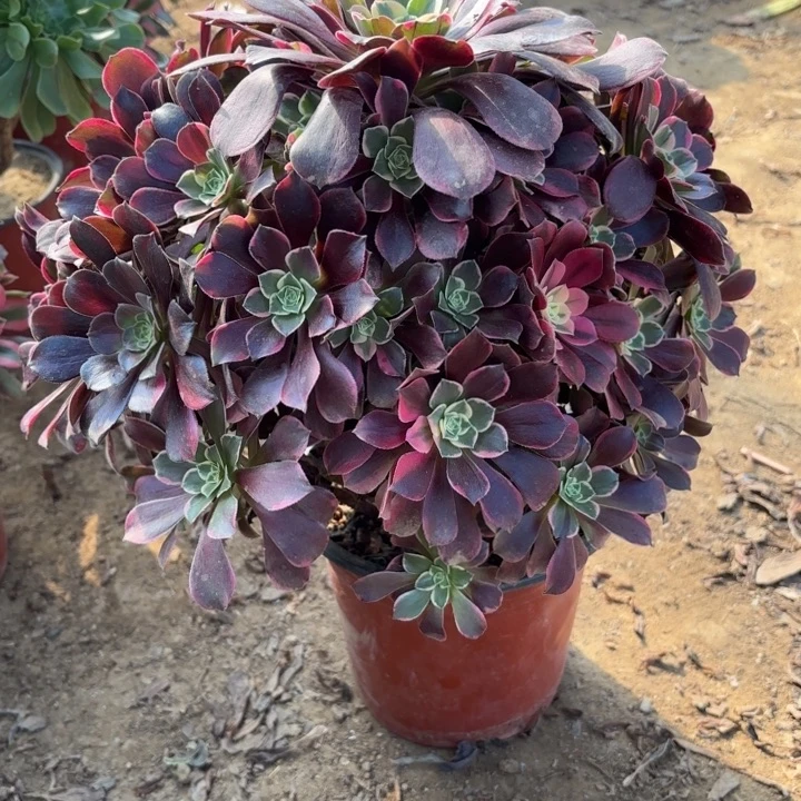 多肉植物法师金丝雀4