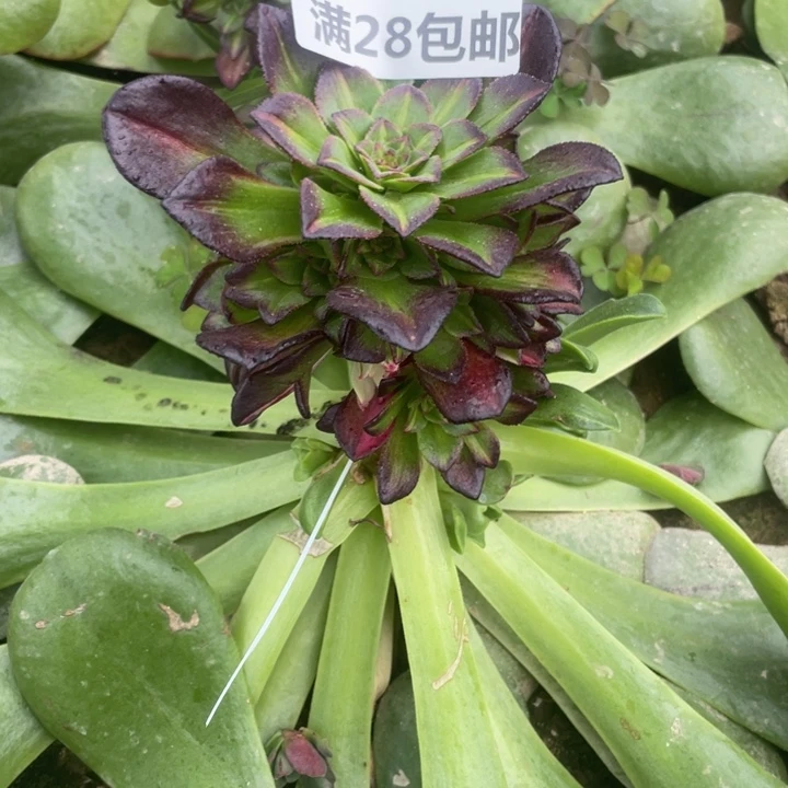 3125三号棚嫁接七彩F