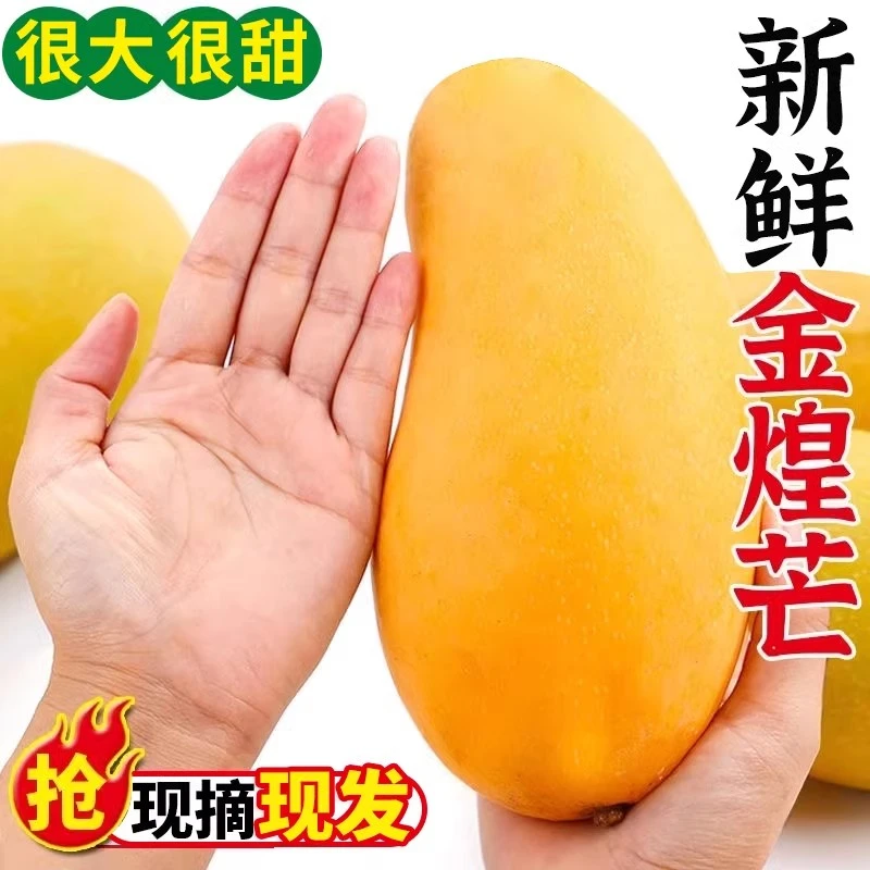 【催熟食用】广西金煌芒2斤/5斤/9斤 新鲜热带水果 现摘多仓发货