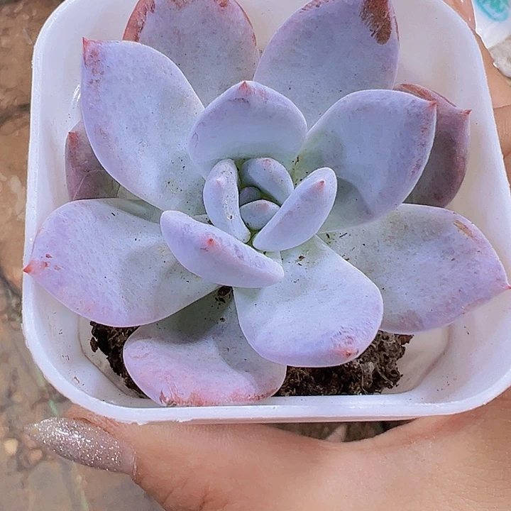 嫦娥19包邮多肉植物