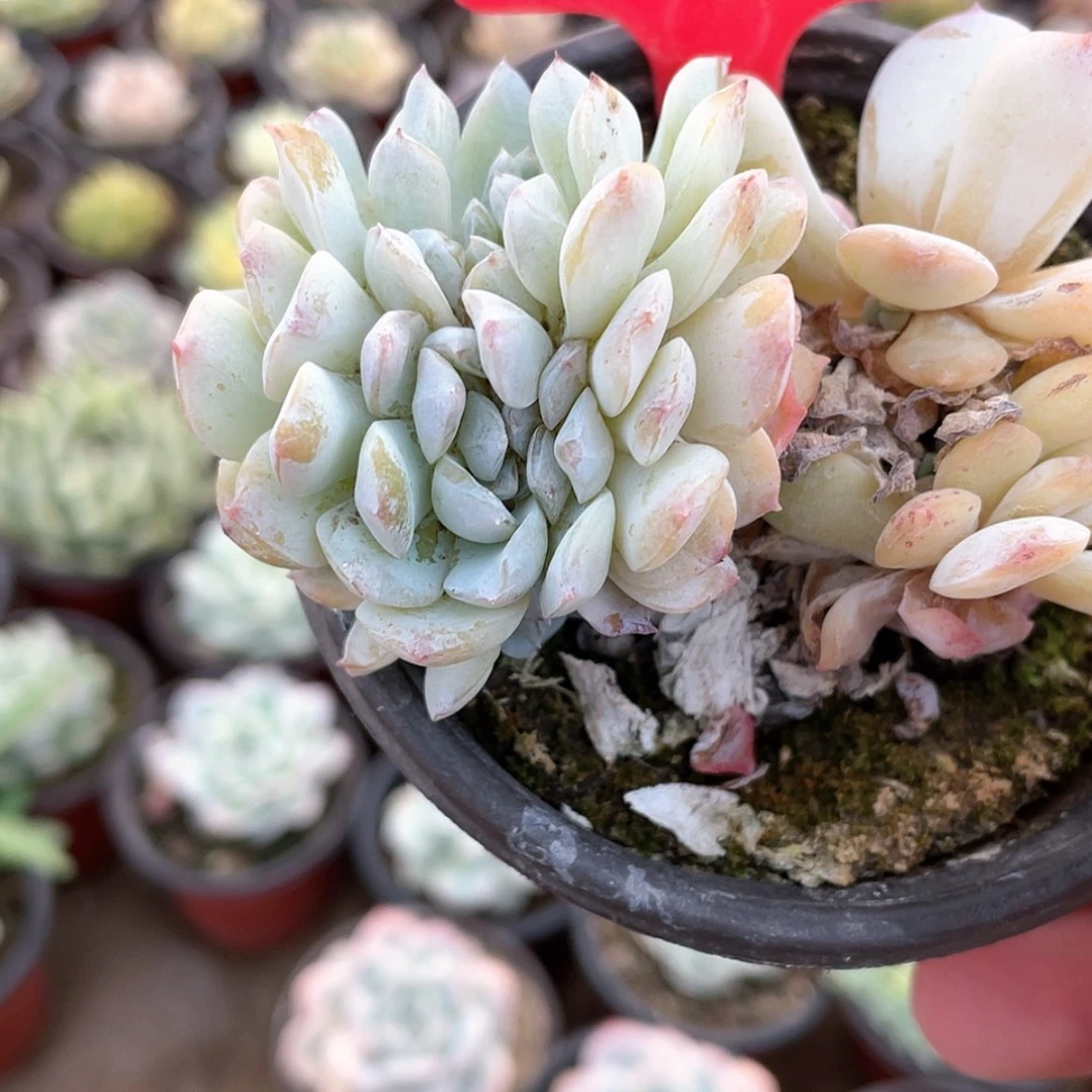 【闪购商品】西**心809号