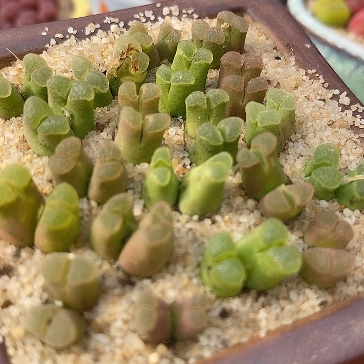 双头粉佛肚风铃一颗