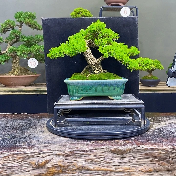 无花朵黄杨盆景四季常青