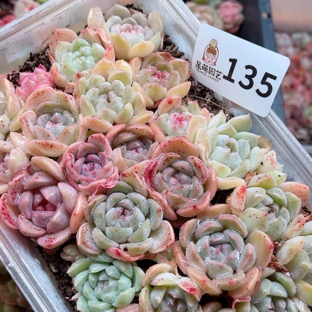 多肉植物多肉植物