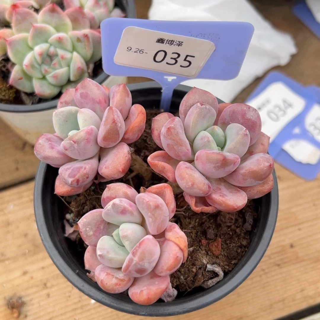 ?定向 9.26-035