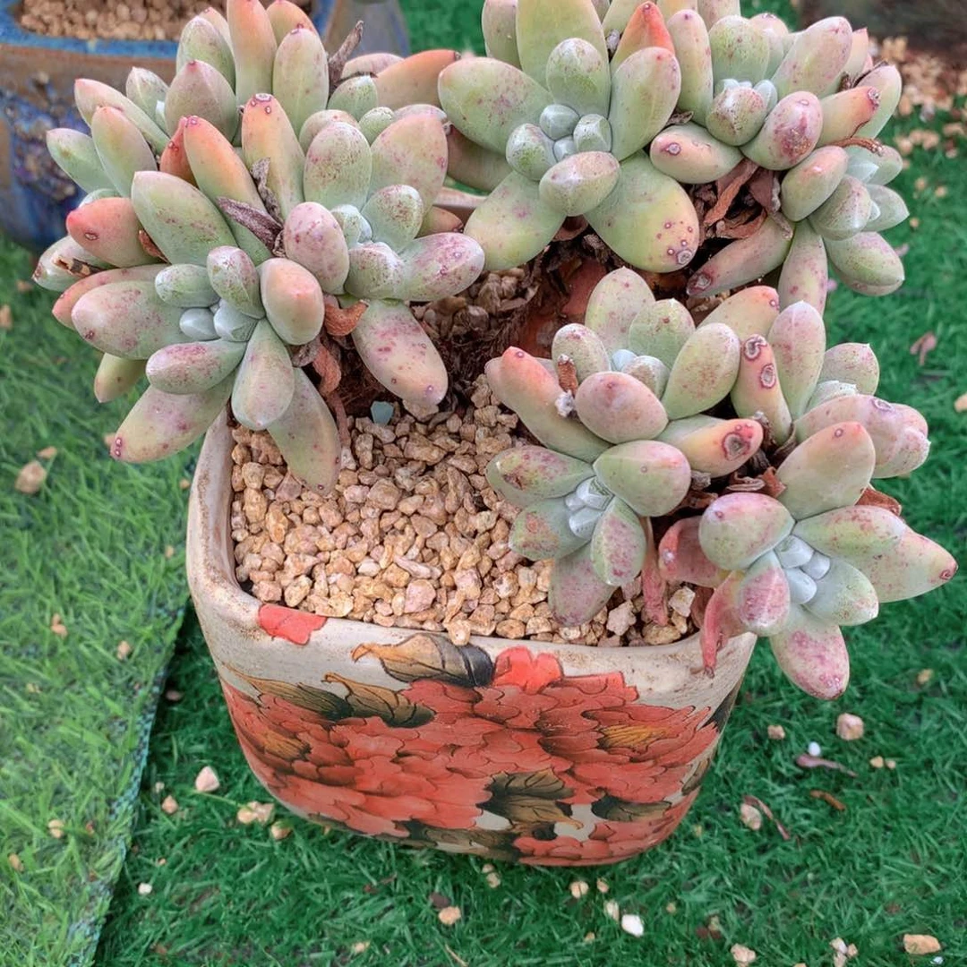 拇指杂15 公分一物一拍