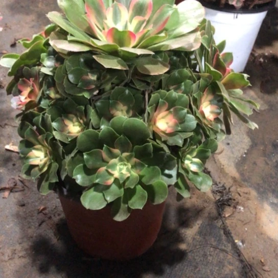 幸***生无花朵香妃法师多肉植物751号