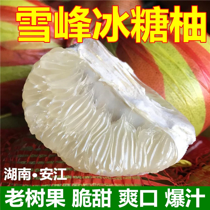 【老树冰糖柚】湖南怀化安江雪峰冰糖柚小土柚子脆甜爆汁有回甘