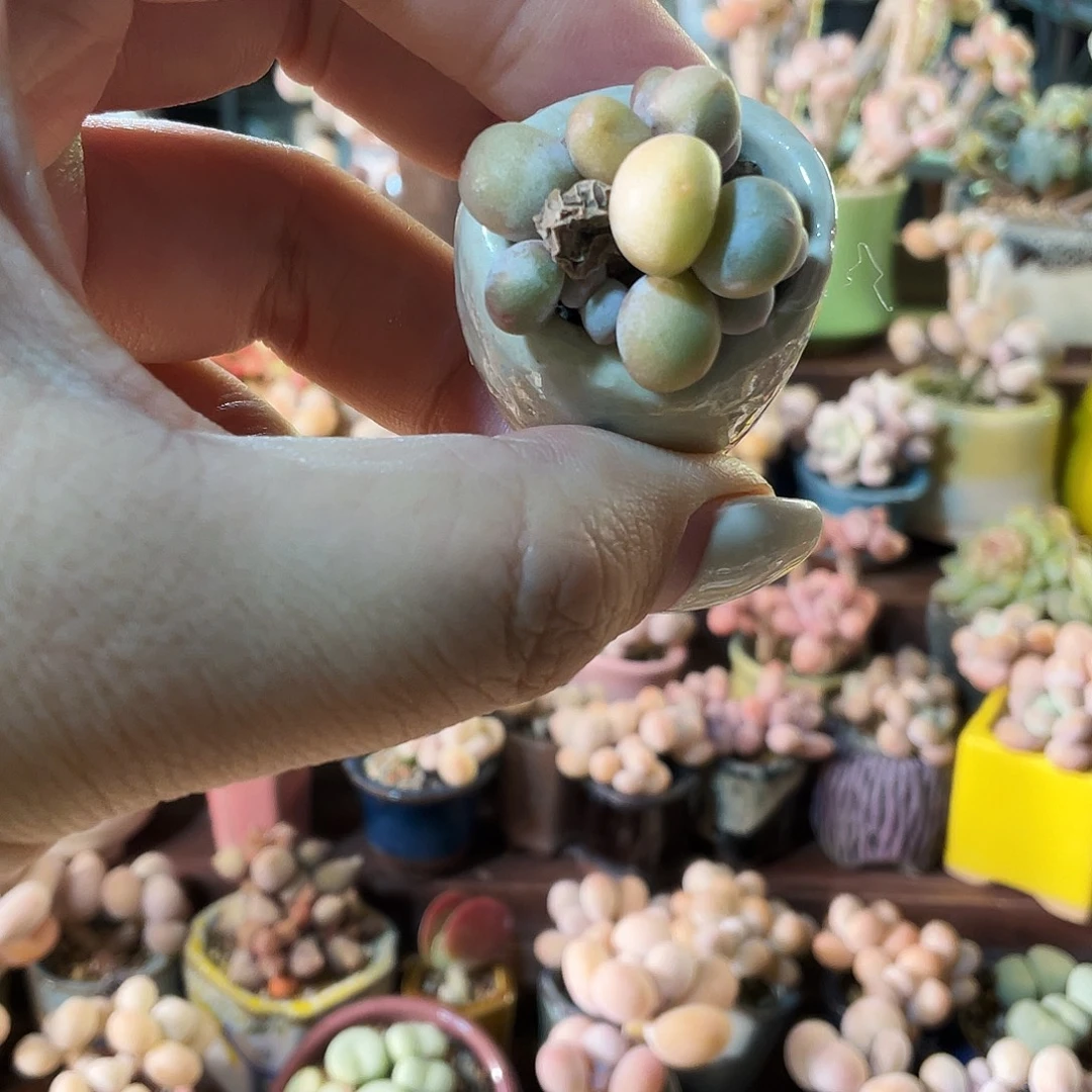 鱼***溪多肉植物的生长发育和生长发育等