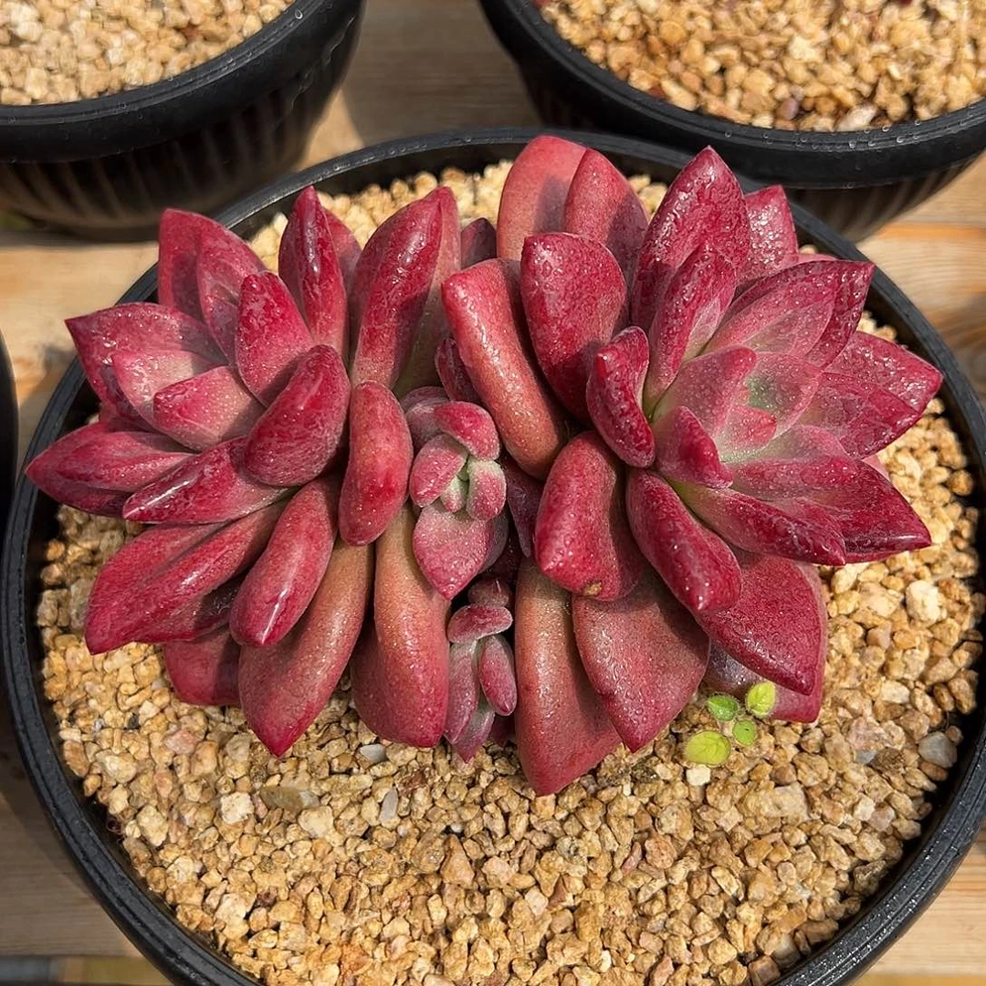 9-05-39精控赫菲斯托