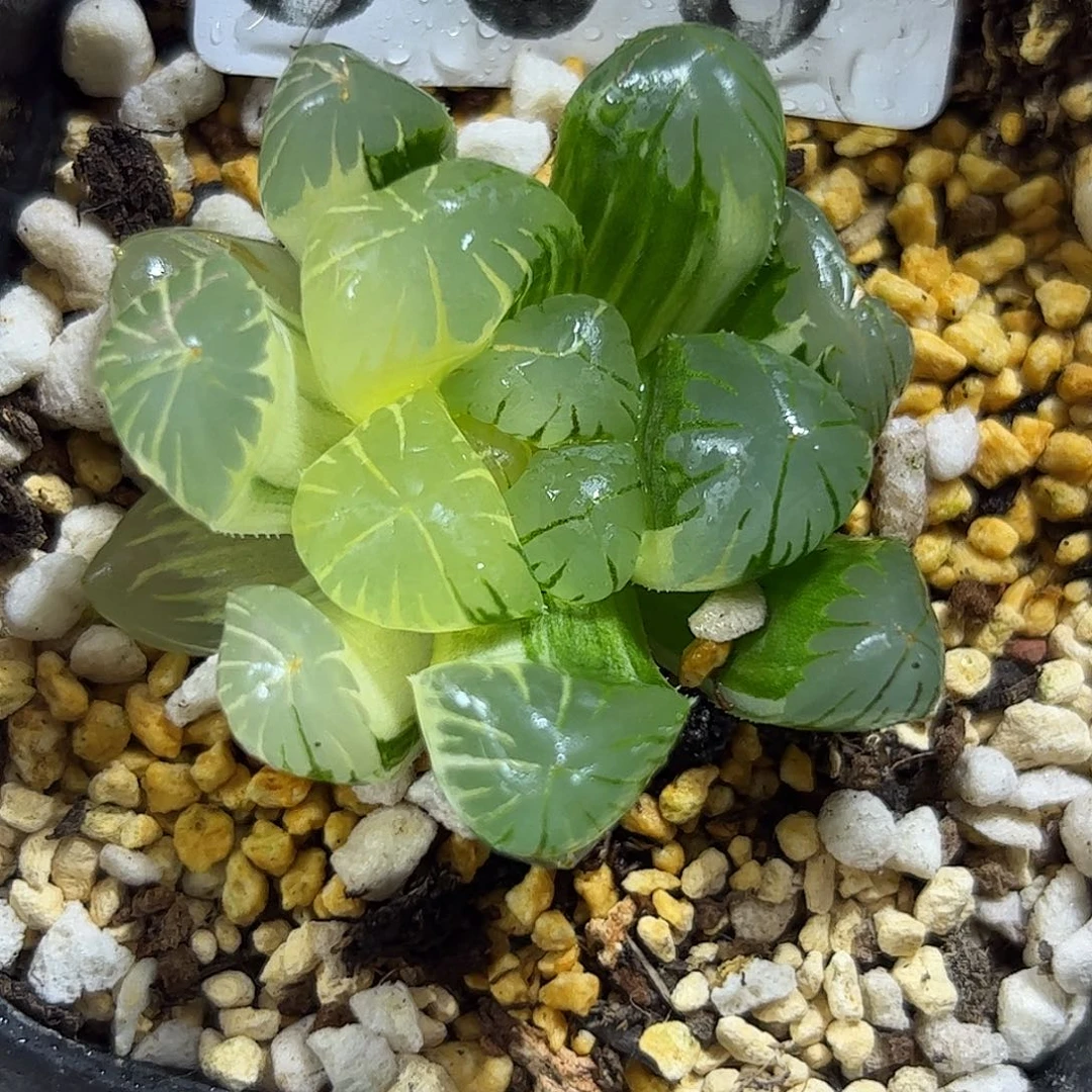 地泉锦十二卷多肉植物809