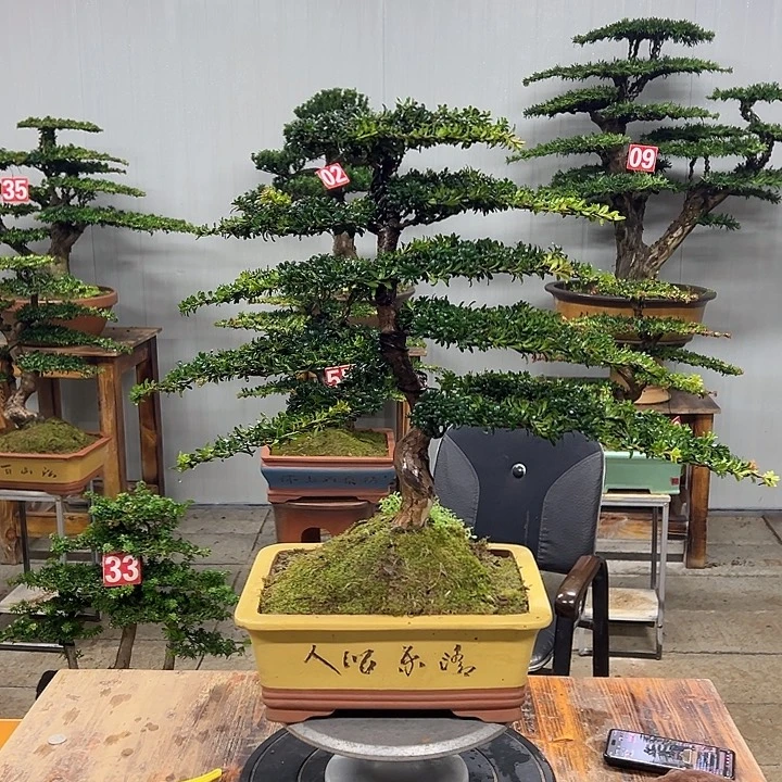 无花朵红芽珍珠罗汉松