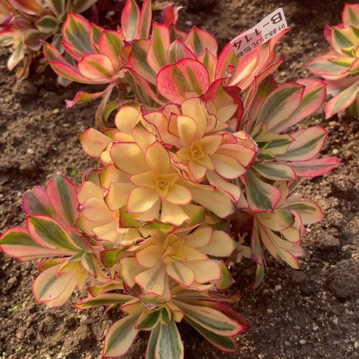 114魅影砍头12345678