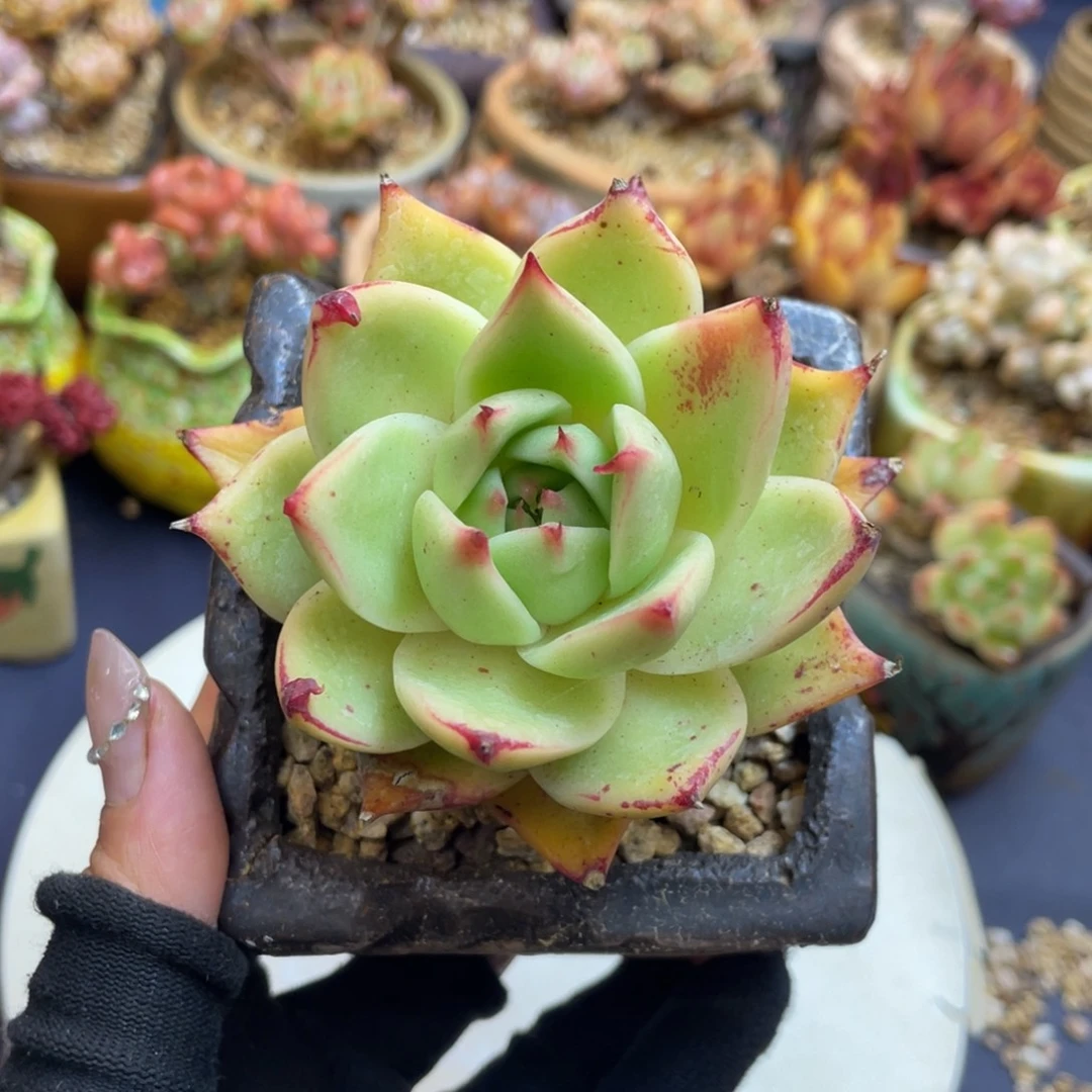 东云杂老桩群带盆