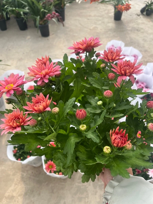 三文鱼盆栽 室内养