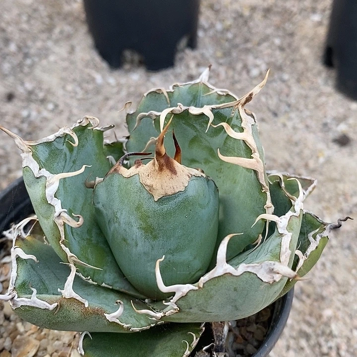 正版白鲸。