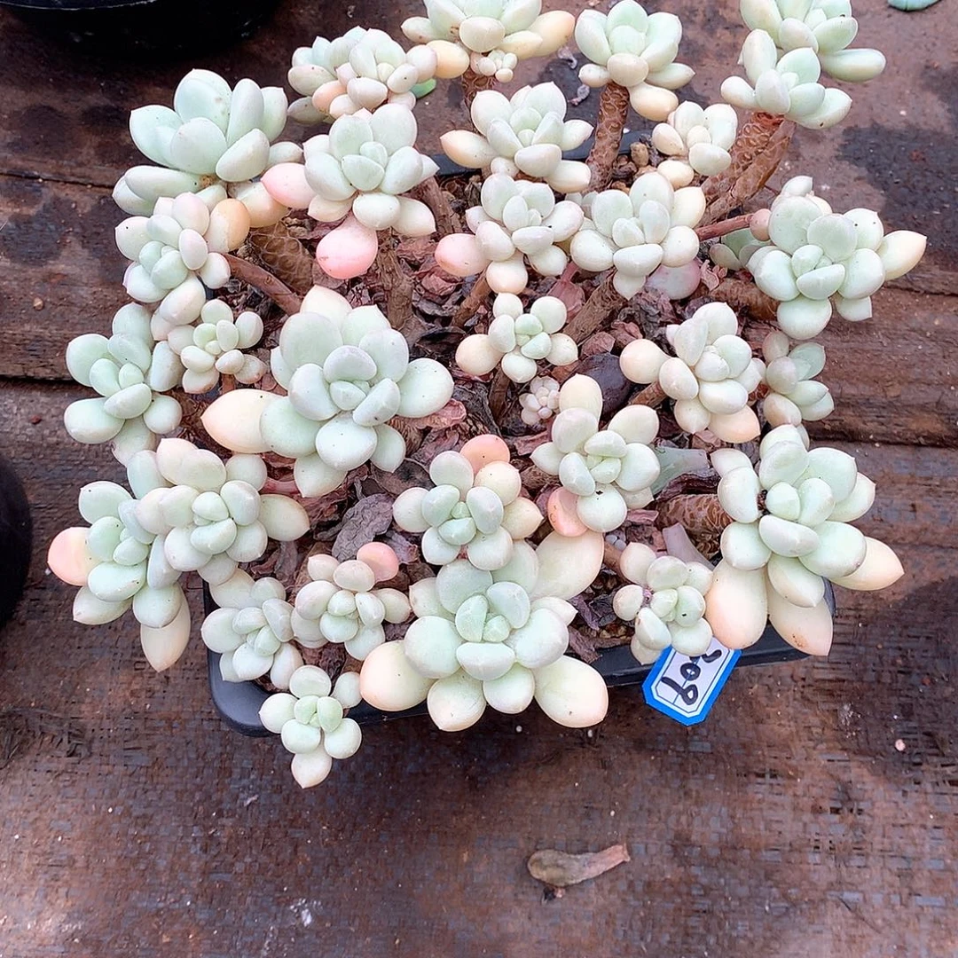 309拉丝雨 一物一拍多肉