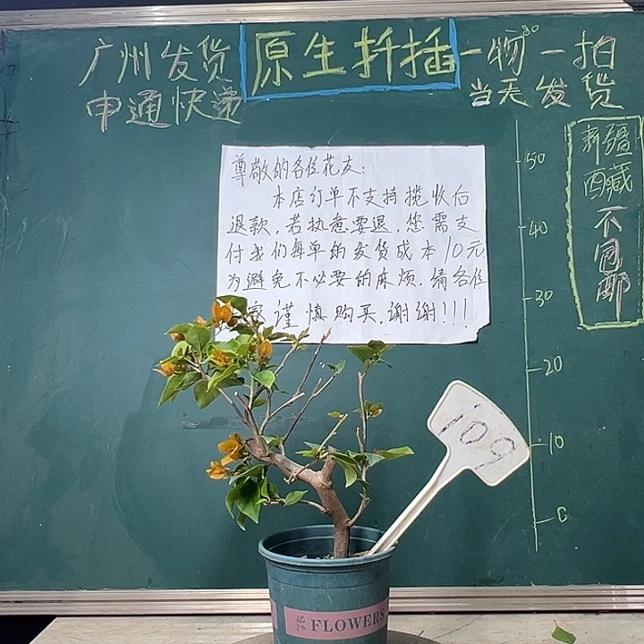 完全开放 造型 金色光辉 有瑕疵  109