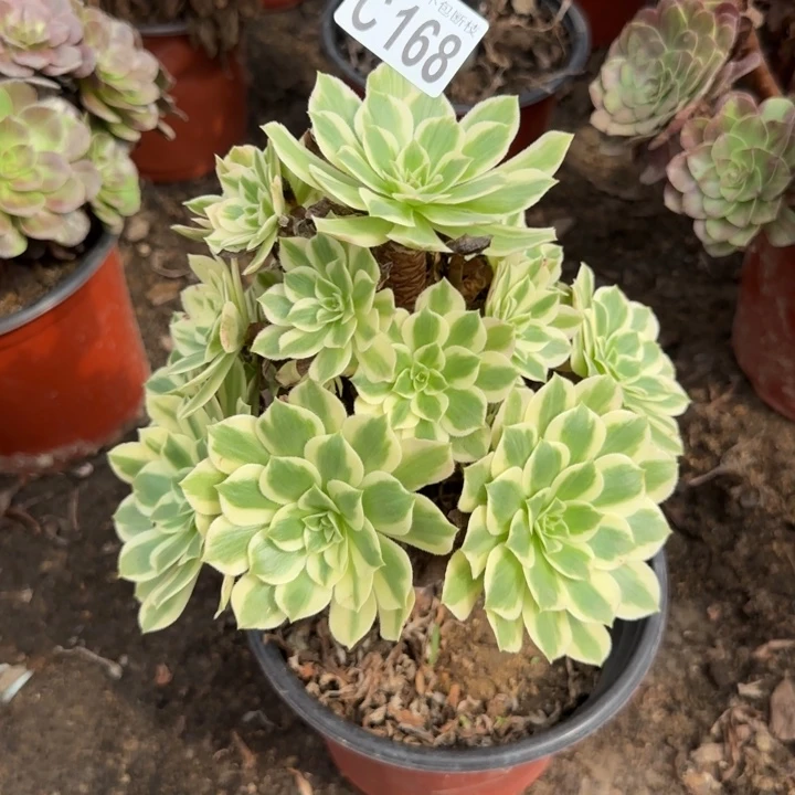 艳凝……多肉植物的
