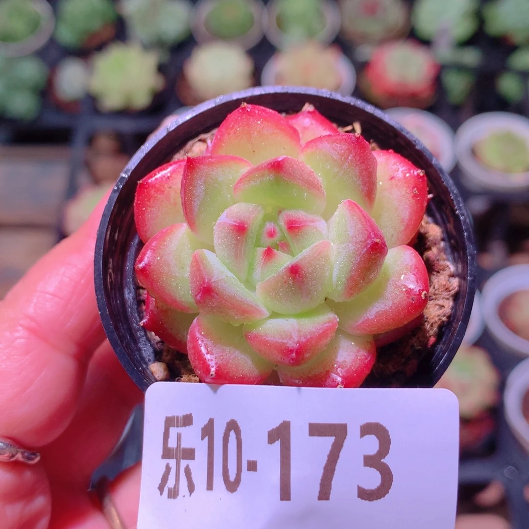 乐然10-173 新品单头