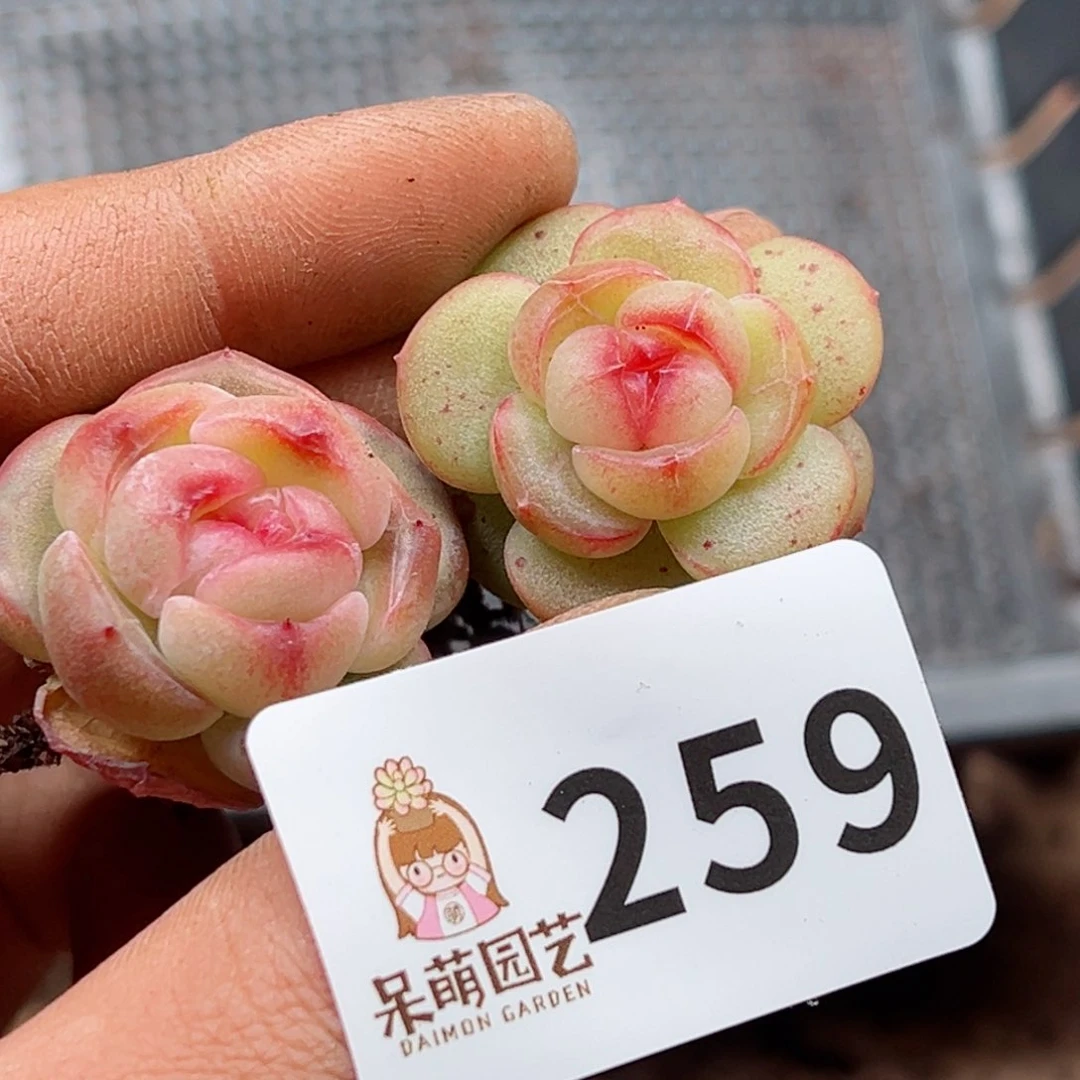 小*熊多肉植物多肉植物