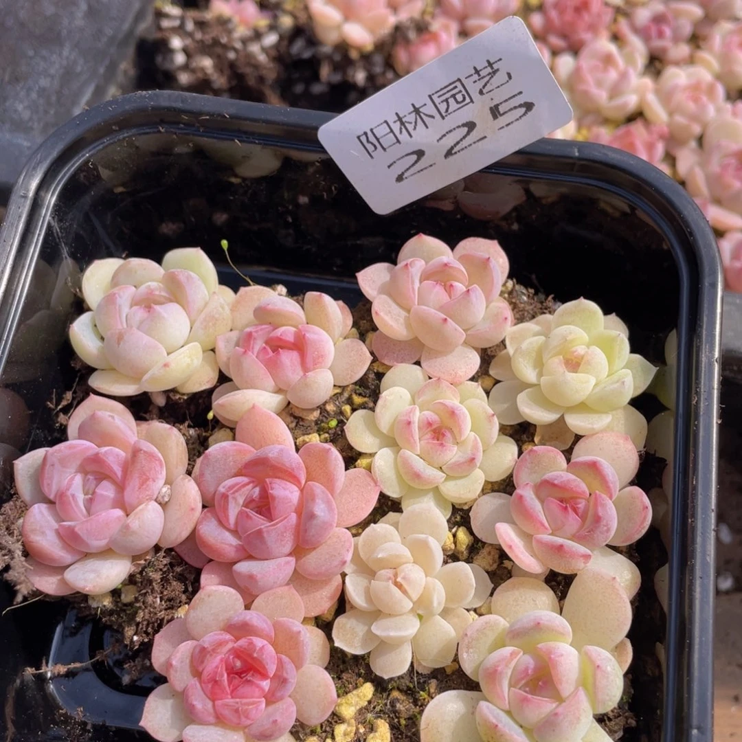 多肉植物多肉植物225