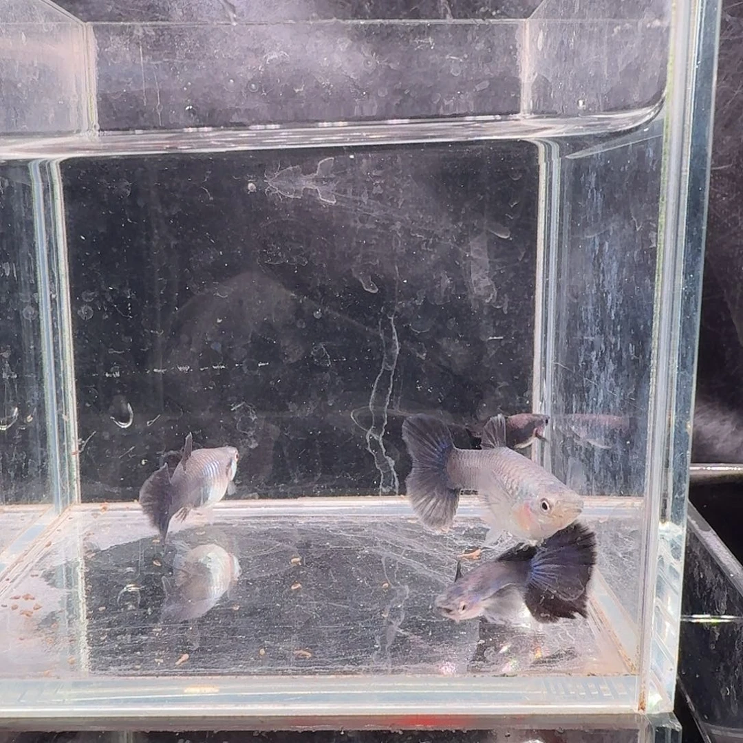 孔雀鱼紫罗兰2对孔雀鱼