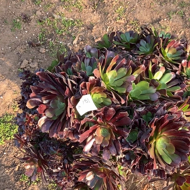 总*751欧紫缀化朵朵朵