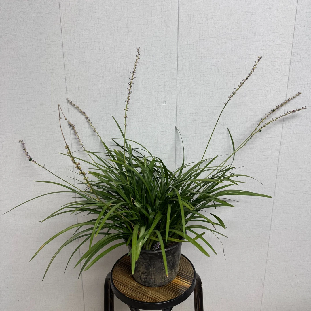 山麦冬草苗兰花三七苗庭院造景耐寒耐阴四季常青植物