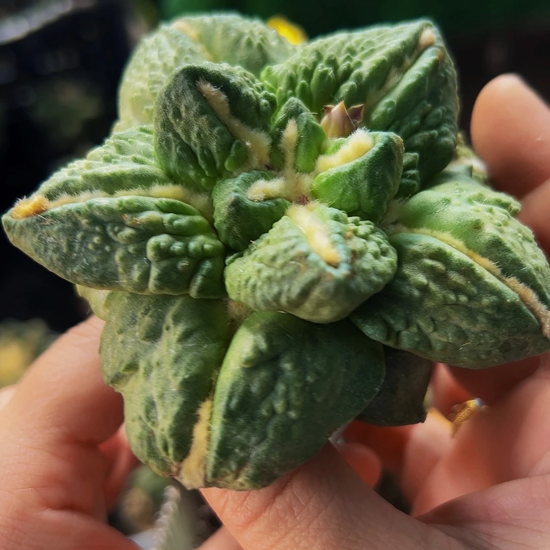 无花朵大尤牛舌龟甲257