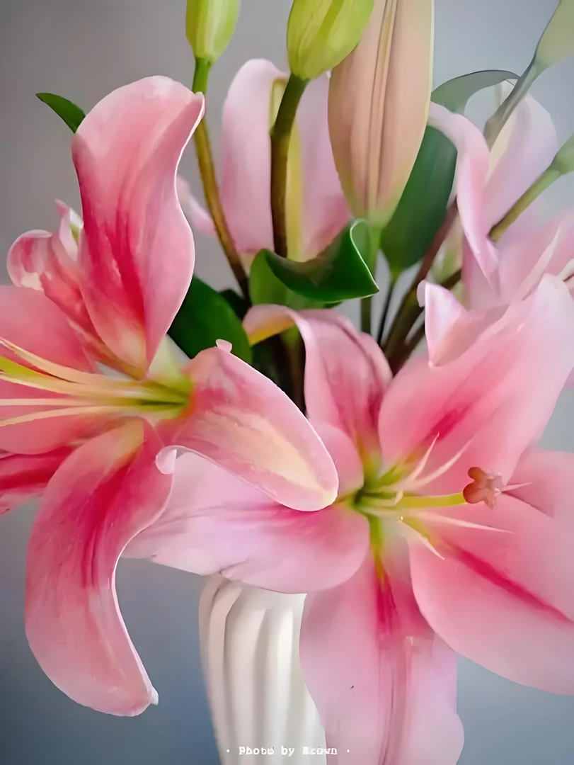 （粉佳人）香水百合 浓香型 香气冲天 东北基地直发 顺丰包邮