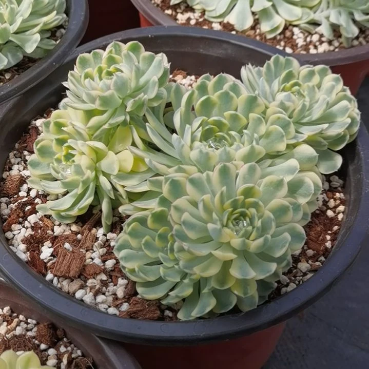 梦幻玫瑰白覆轮锦没长根