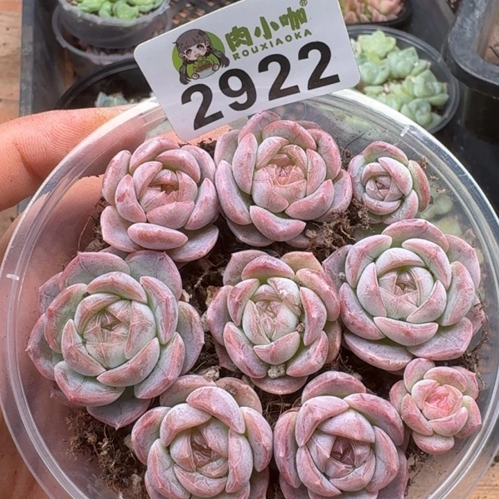 多肉植物多肉植物