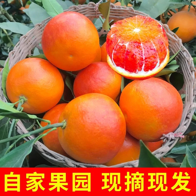 重庆塔罗科血橙新鲜应季时令水果红心果冻橙新鲜血橙整箱新鲜到家