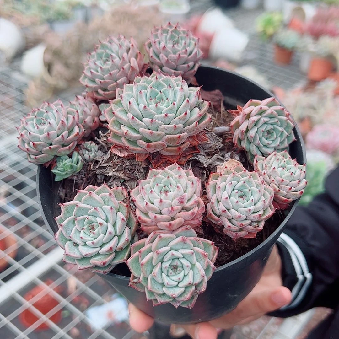 莎罗辑牡丹多头群生