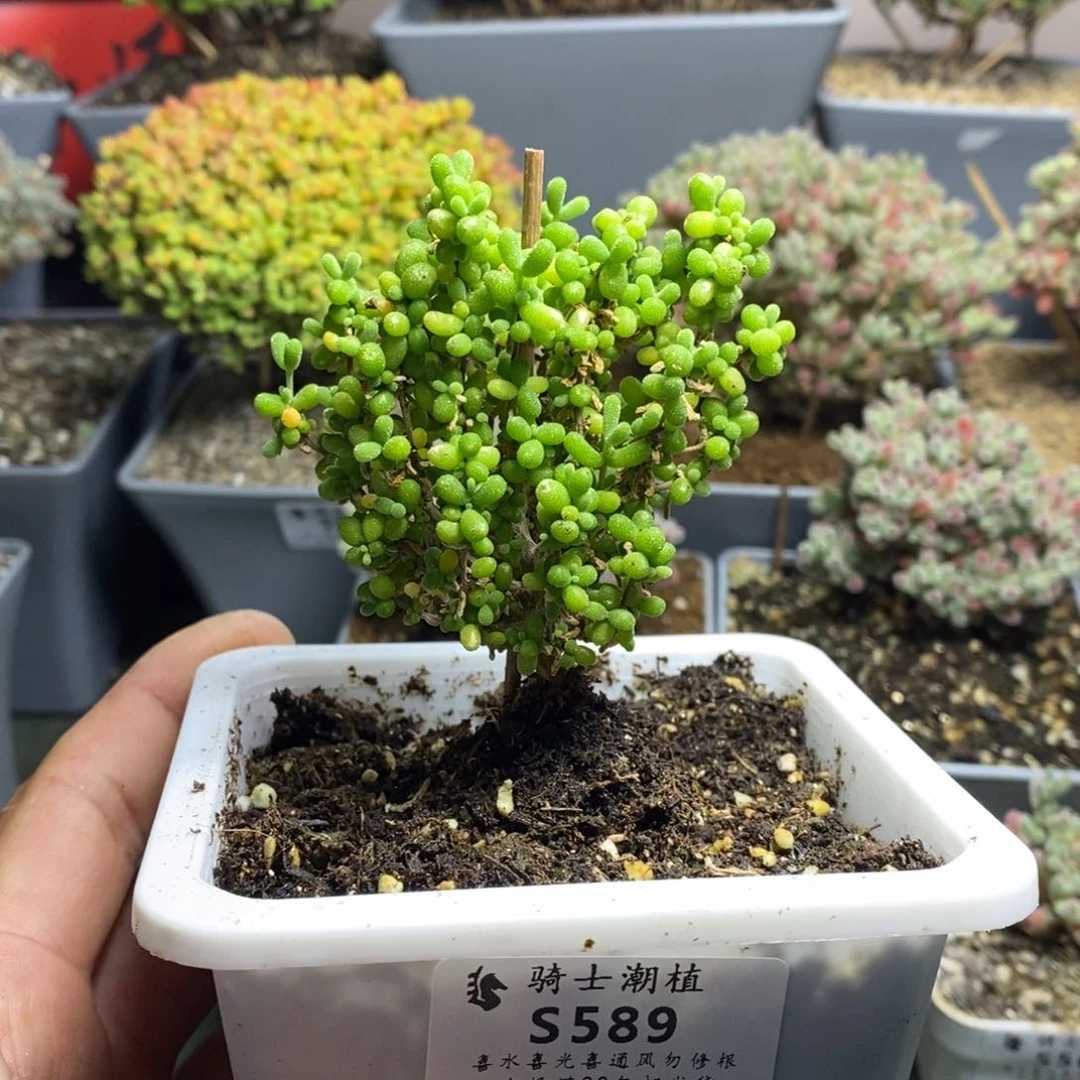 589葡萄米枝干多肉