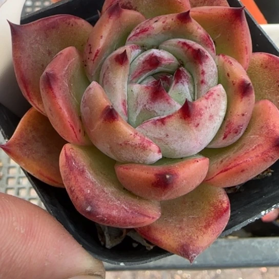 138白龙一物一拍多肉