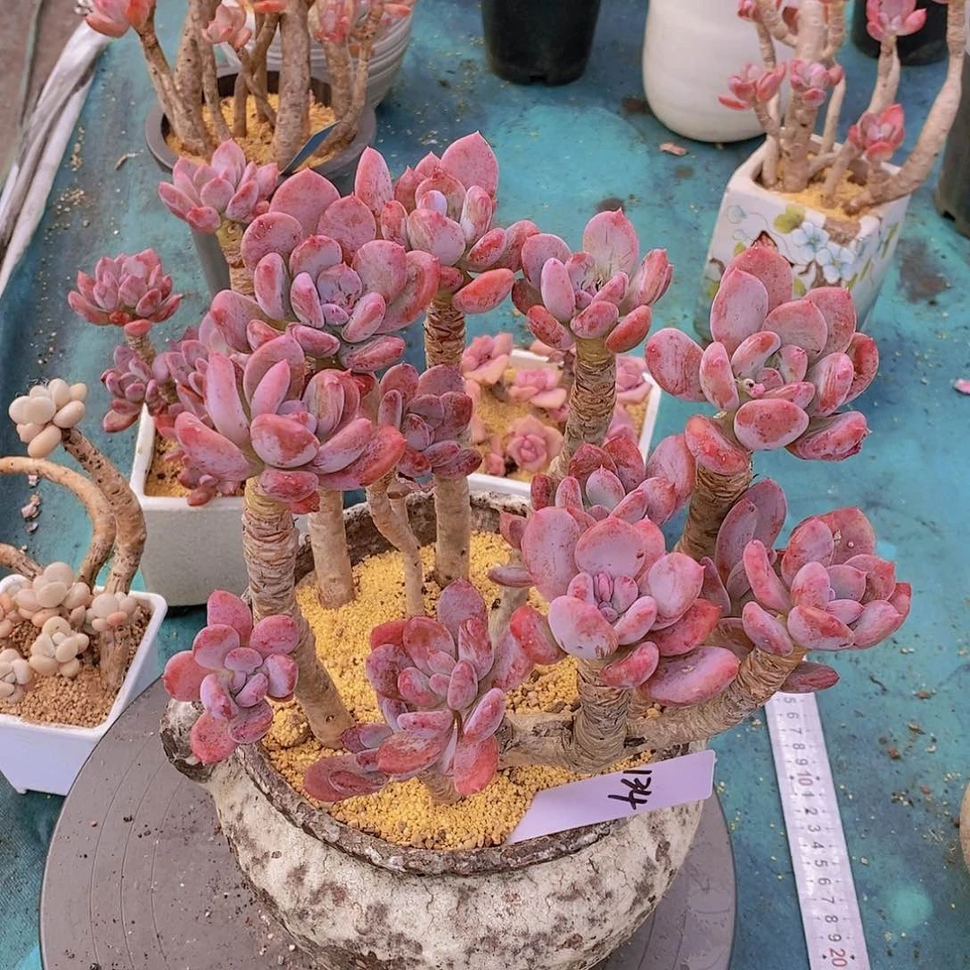 134多肉植物老桩