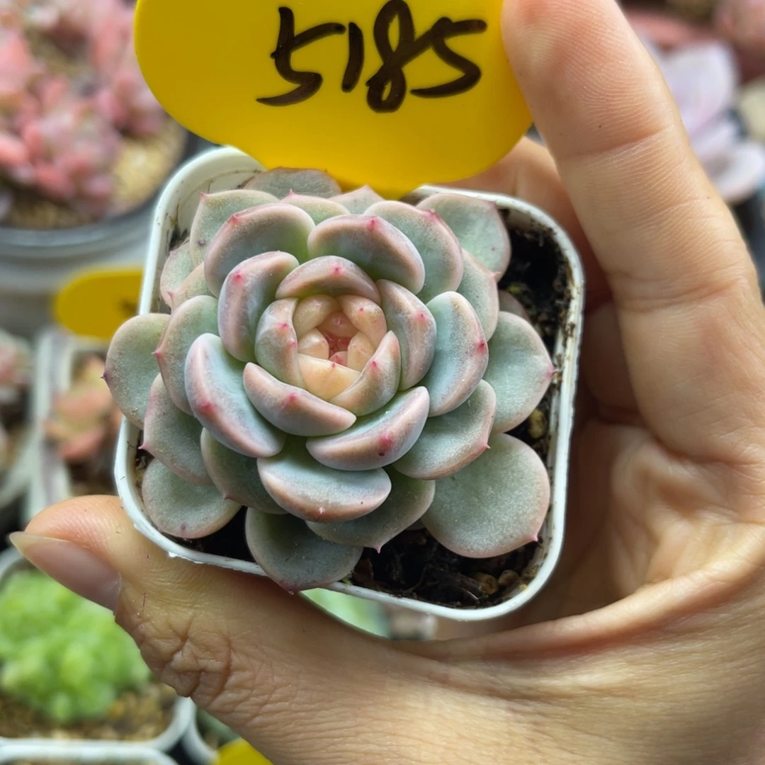 荔枝甜心单头5185