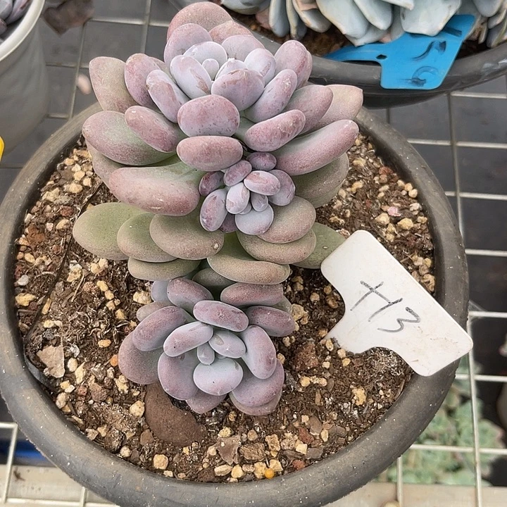 两单包邮，一物一拍月美人13