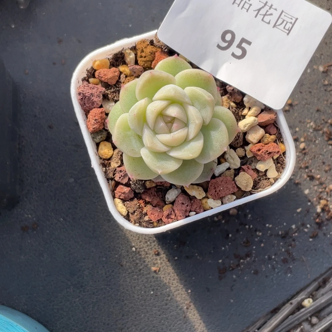 h***h95号糖心冰心珍妮 如玉