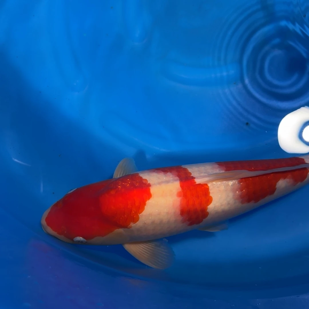 锦鲤J圈K老板链接