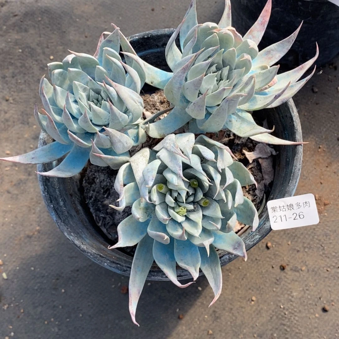 26号牡丹叶苹果叶