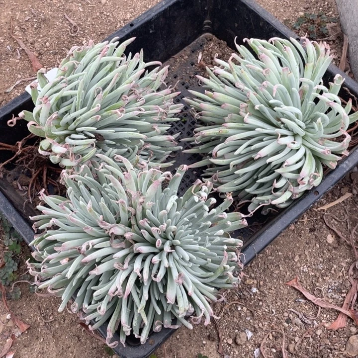 278号爱杜丽丝3颗多肉植物
