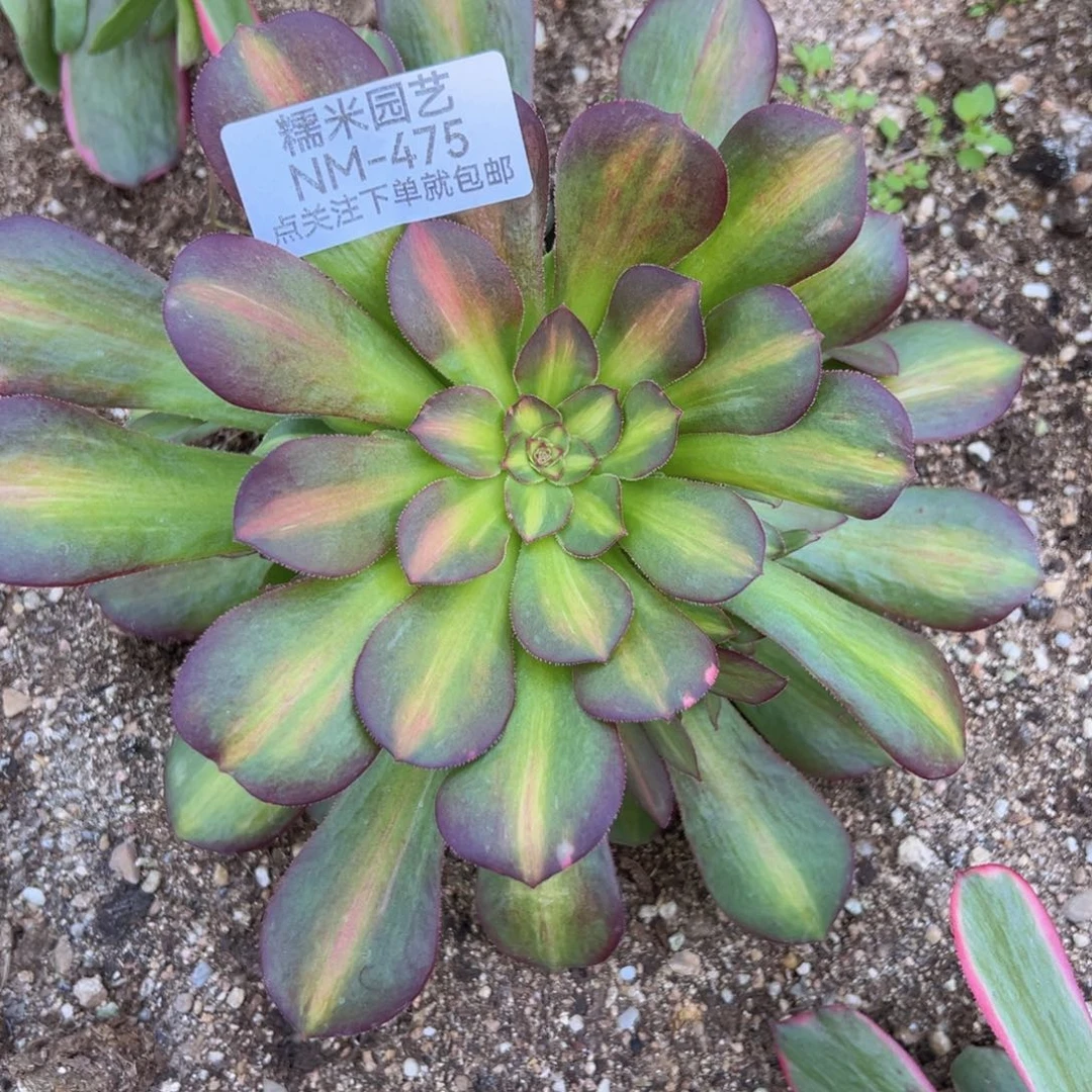 绍七彩中班多肉植物475