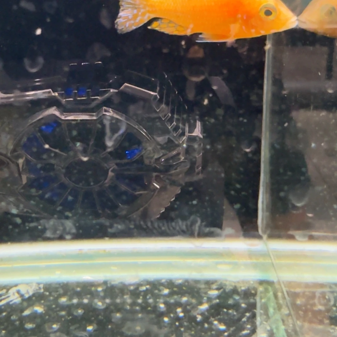 慈鲷815火焰红。